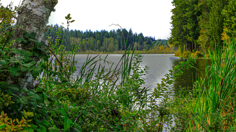 Deep Lake through the undergrowth at Millersylvania State Park