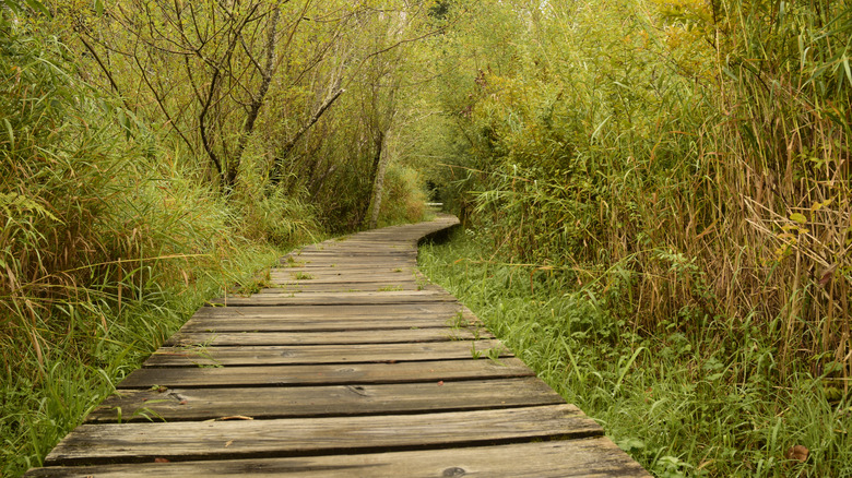 A wooden boardwalk through Millersylvania State Park