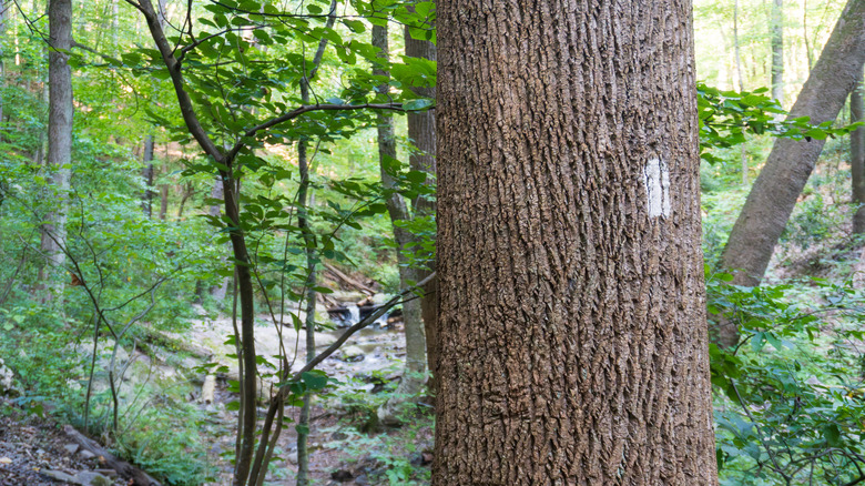 White Appalachian Trail blaze painted on tree trunk