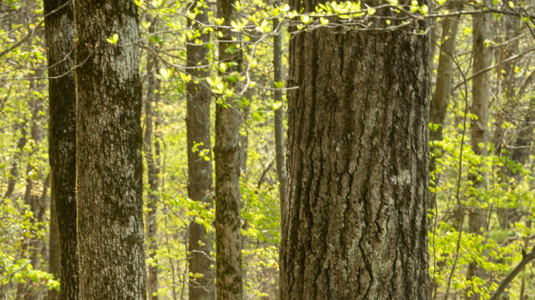 The rocky Appalachian Trail through the Georgia woods