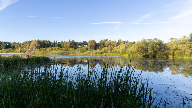 Lake view at Juanita Bay Park in Kirkland, Washington
