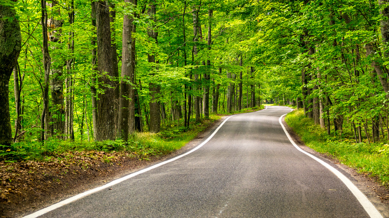 A road with thick green trees on either side