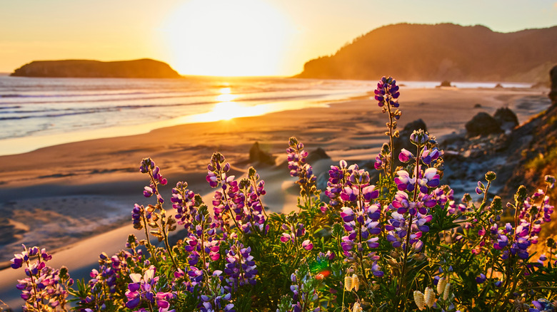 Wildflowers at sunset at Meyers Creek Beach in Oregon