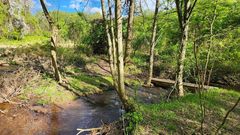 A trail with a wooden bridge crosses a stream near the Greenbelt Nature Center in Staten Island.