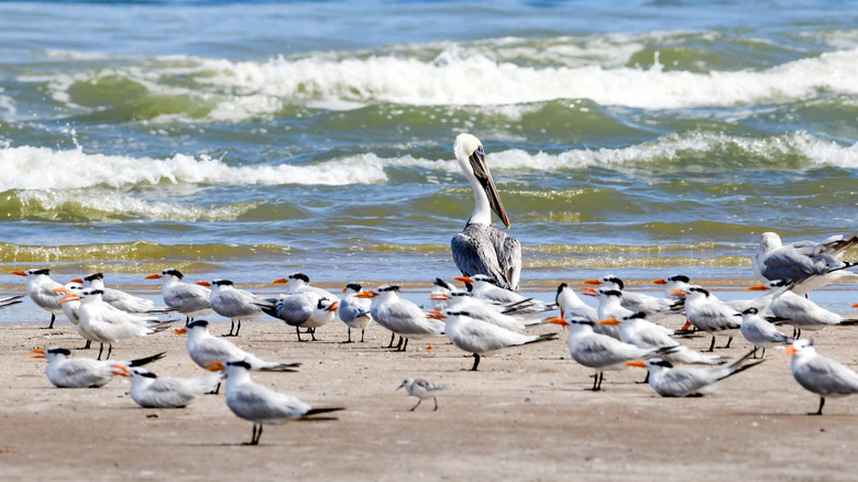 Pelicans on Boca Chica Beach