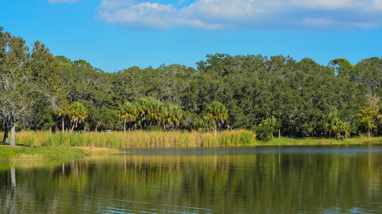 Sunshine on Lake Seminole, Florida