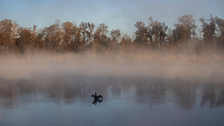 Misty fall sunrise at Lake Seminole in Three Rivers State Park in Florida