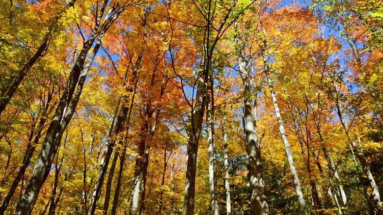 Devils Glen Park beech trees