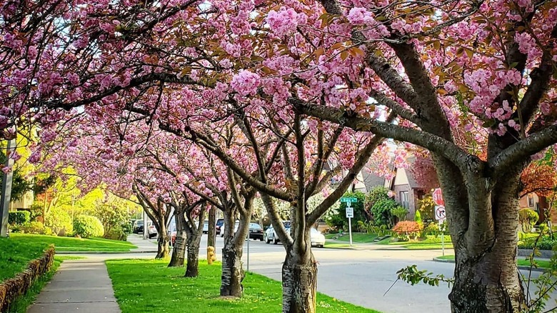 Cherry trees bloom over a sidewalk in Madison Park, Seattle, Washington