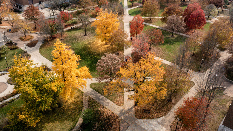 Colorful fall foliage on Indiana State University's campus