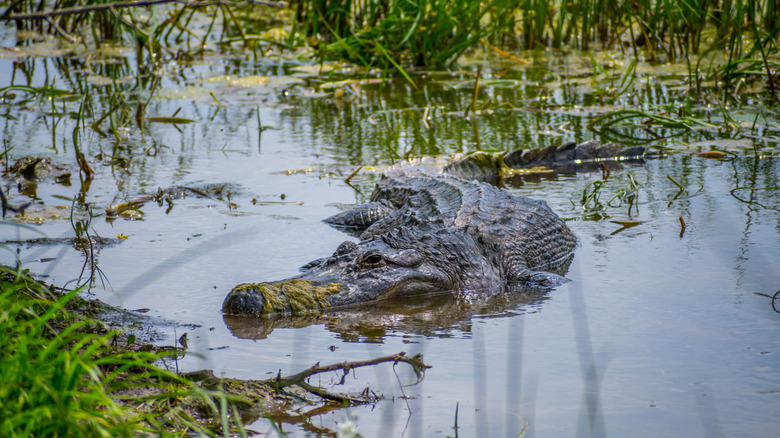 Alligator swimming among the marshy grass in Texas