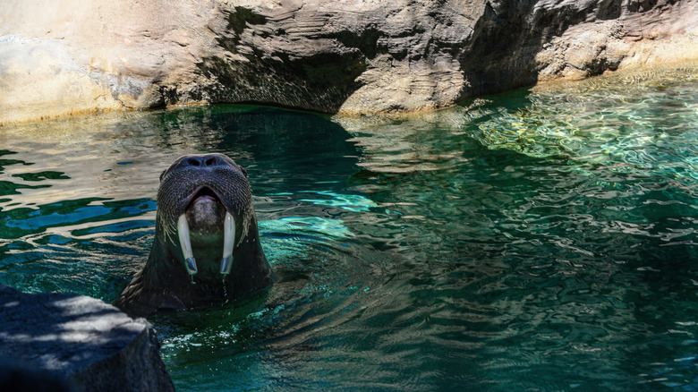 A walrus swims at Point Defiance Zoo and Aquarium
