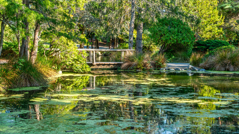 Tranquil ponds and nature at Point Defiance park