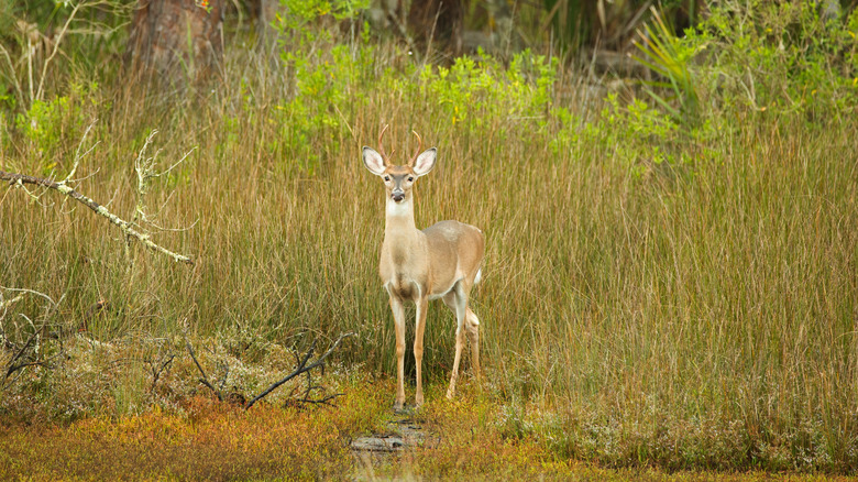 A deer stands in foliage