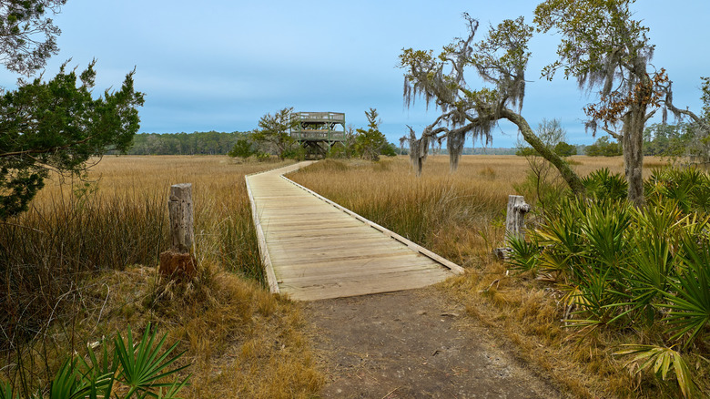 Boardwalk leading to observation tower