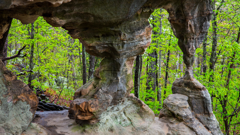 Pickle Springs Natural Area Missouri in Spring