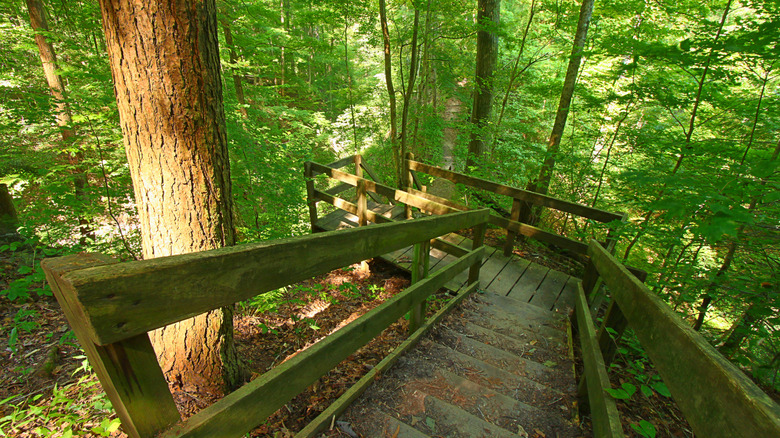 Staircase leading down a deep canyon in Shades State Park in Indiana