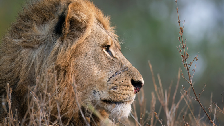 A male lion in Chobe National Park, Botswana