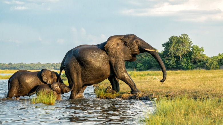 An elephant mother and calf emerging from the river in Chobe National Park