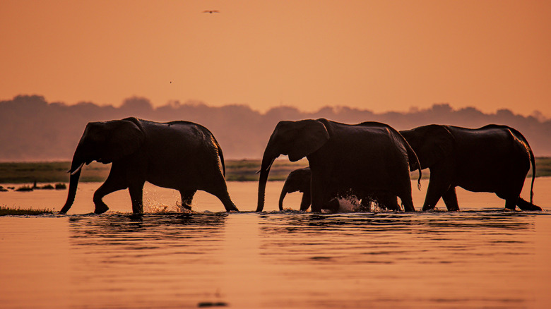A herd of elephants crossing the Chobe river in Chobe National Park