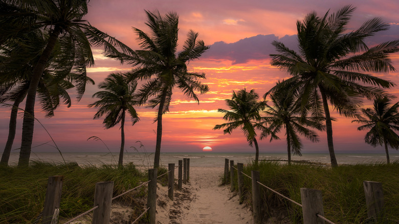 Key West beach and palm trees at sunset