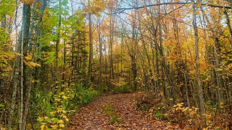A leafy path through the woods on Sugar Island