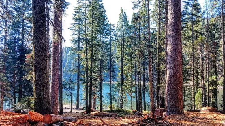 Bucks Lake on a sunny day through the trees