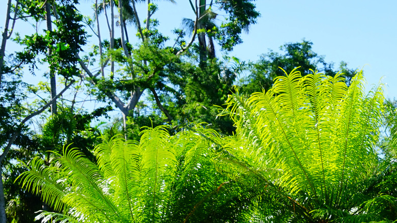View of tropical plants at Fairchild Tropical Botanic Garden