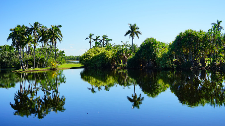View of a lake surrounded by palms at Fairchild Tropical Botanic Garden
