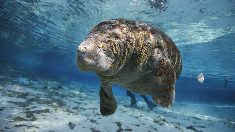 Manatee in Crystal River, Florida 