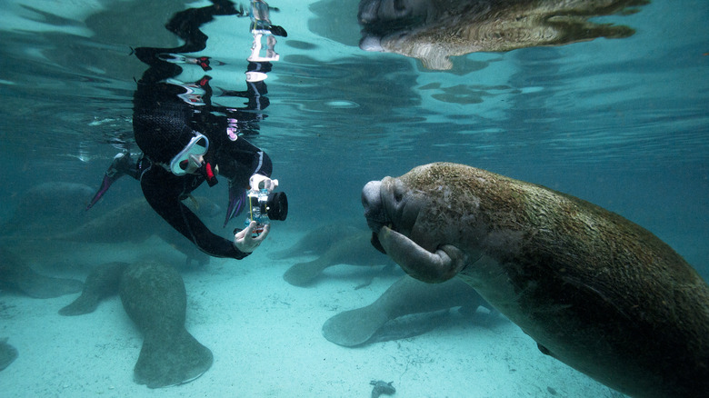 Snorkeler with Manatee  