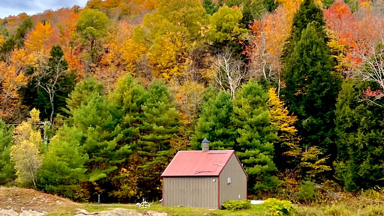 Small building and big leafy beauty in Warren, VT