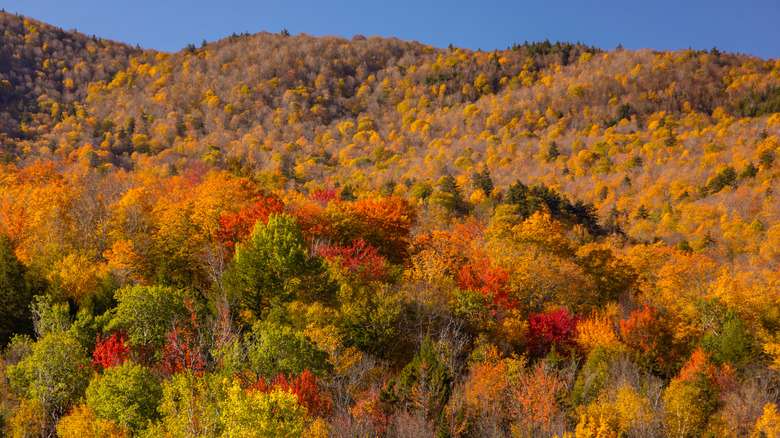 Autumn leaves in Mad River Valley, Warren, VT