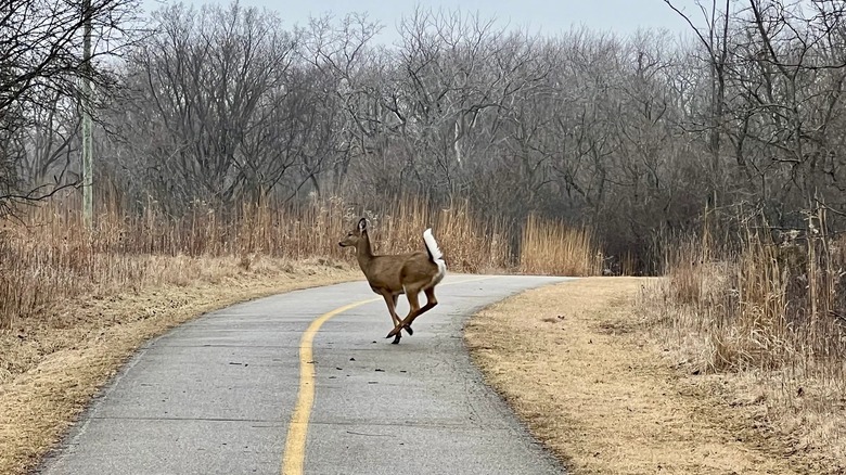 A white-tailed deer crosses a paved path around the Skokie Lagoons, Illinois