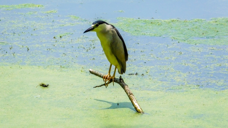 Black-crowned night heron at the Skokie Lagoons, Illinois