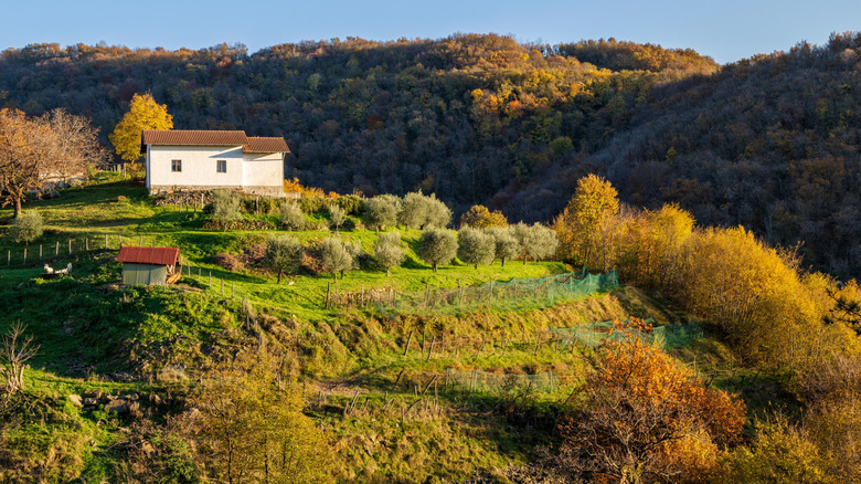 A farm amongst rolling green hills in Breg, Brda, Slovenia