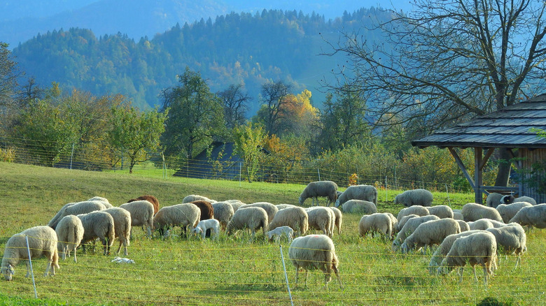 Sheep grazing in Bled, Slovenia