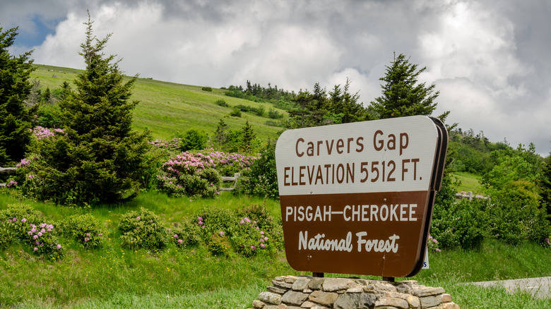 Carvers Gap sign grassy bald flowers blooming
