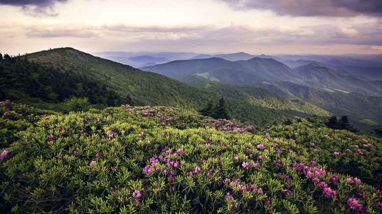 Wildflowers bloom on grassy peaks Roan Mountain Tennessee
