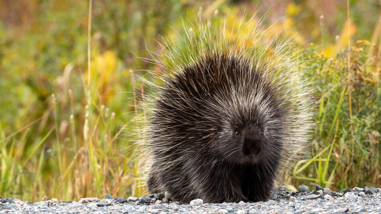 A North American porcupine walking along a gravel path in a forested area.