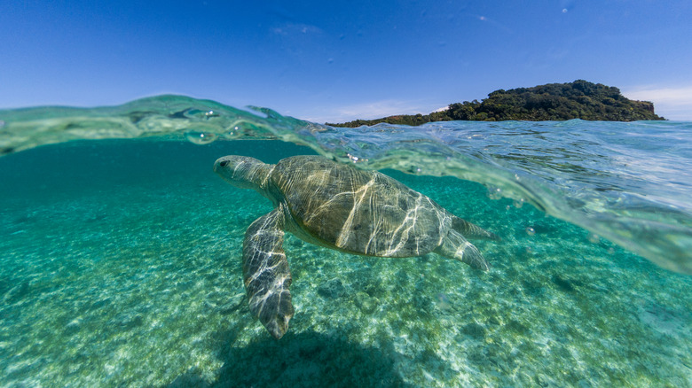 A turtle swims in the waters of Nosy Iranja, Madagascar