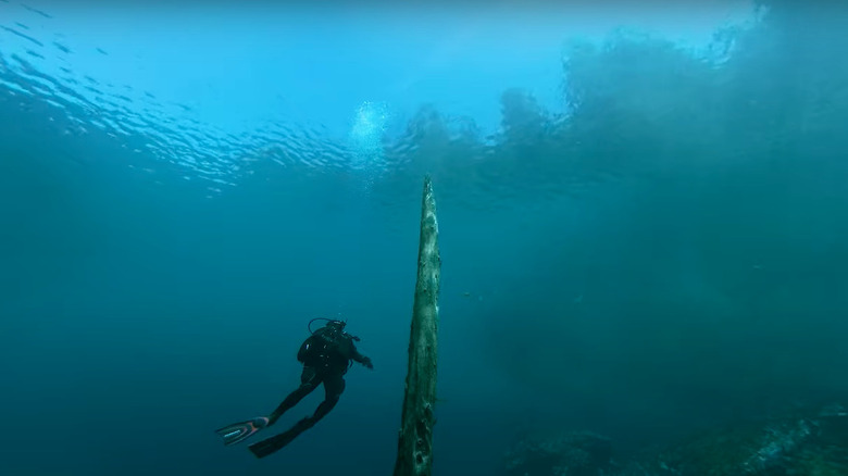A scuba diver in Clear Lake in Oregon with an ancient preserved tree