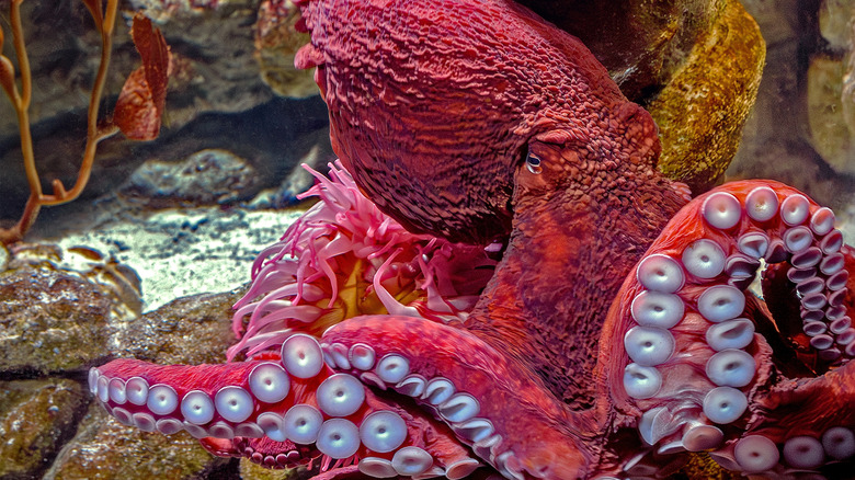 Giant Pacific Octopus underwater