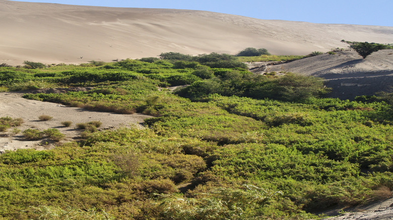 The desert landscape of Mamiña, Chile