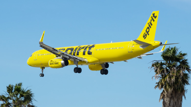 Spirit Airlines plane in sky between two palm trees