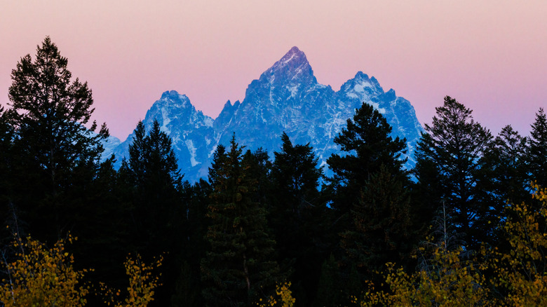 A view of the Teton Mountains in Wyoming with trees in the foreground.