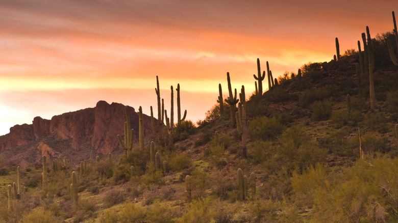 Desert ridge with cacti and mountains.