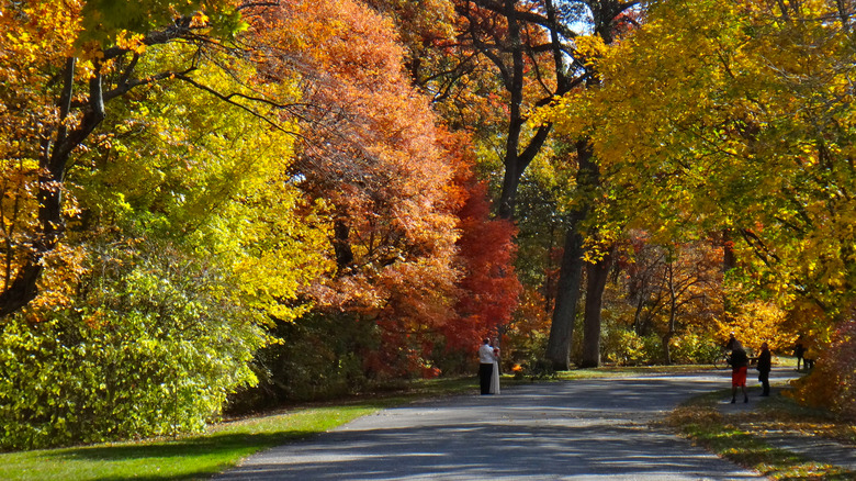 Fall scenery at Arnold Arboretum in Boston