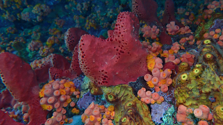 Colorful sea sponges on the ocean floor