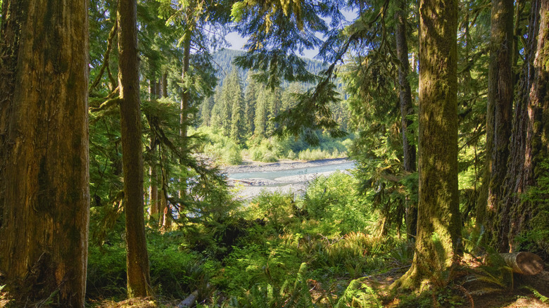A view through the trees in the lush Hoh Rainforest area of the Olympic National Park